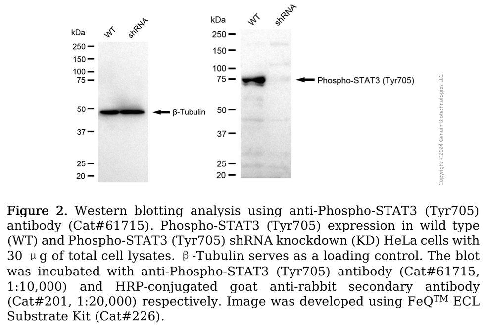 Thumbnail: KD-Validated Anti-Phospho-STAT3 (Tyr705) Rabbit Monoclonal Antibody#61715