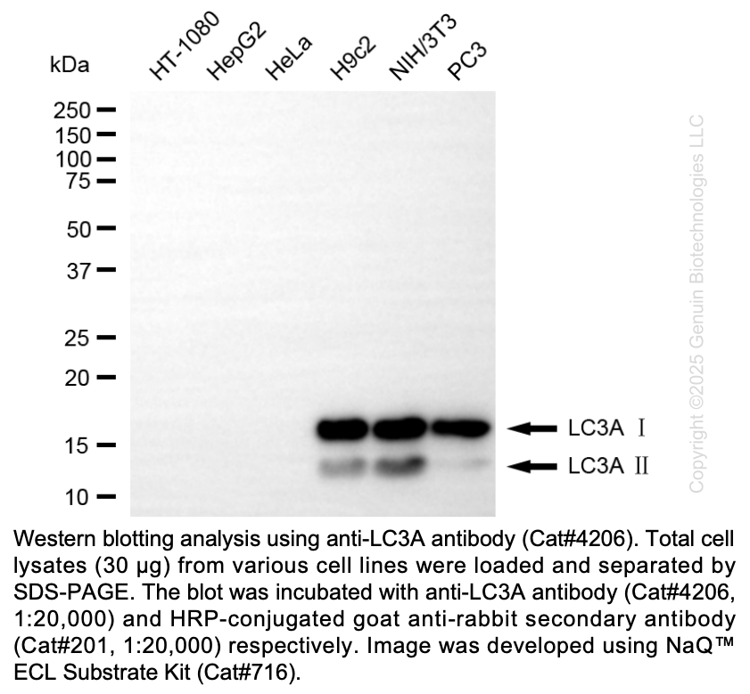 Anti-MAP1LC3A Rabbit Monoclonal Ab #4206