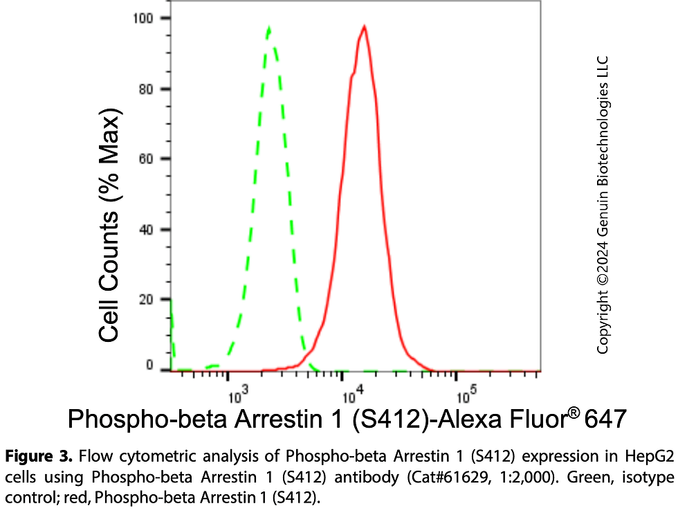 Thumbnail: KD-Validated Anti-Phospho-Beta Arrestin 1 (S412) Rabbit Monoclonal Ab#61629