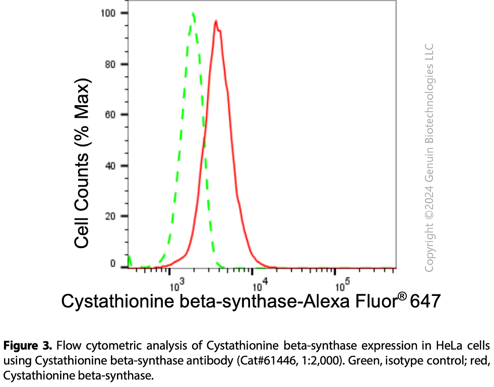 Thumbnail: KD-Validated Anti-Cystathionine Beta-Synthase Rabbit Monoclonal Ab#61446