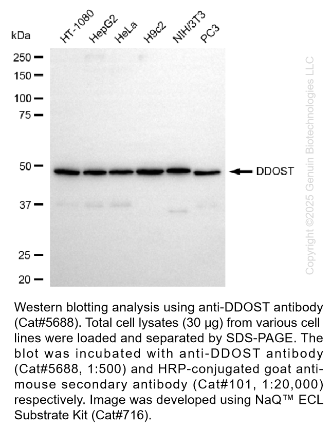 Anti-DDOST Mouse Monoclonal Ab #5688