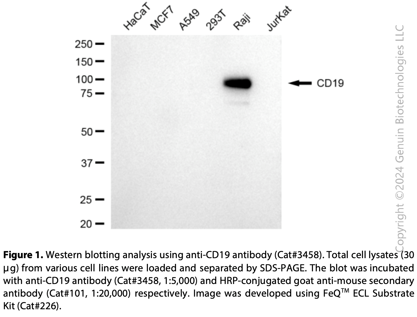 Anti-CD19 Molecule Mouse Monoclonal Ab#3458