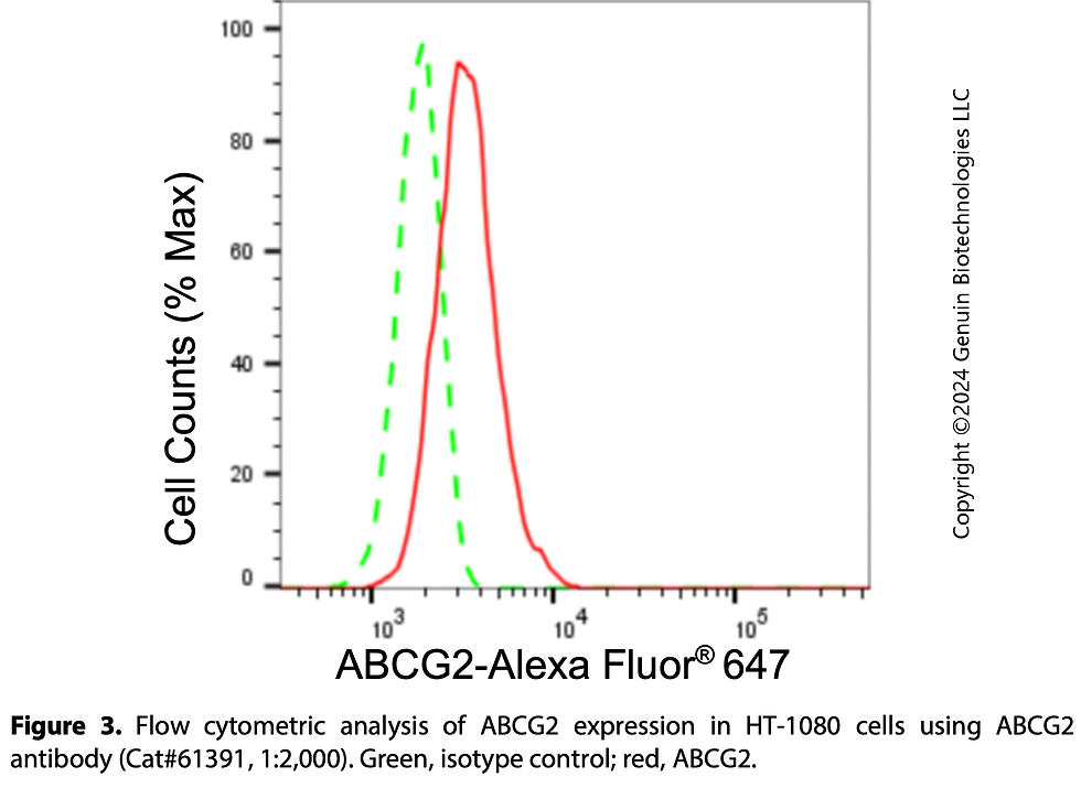 Thumbnail: KD-Validated Anti-ABCG2 Rabbit Monoclonal Ab#61391