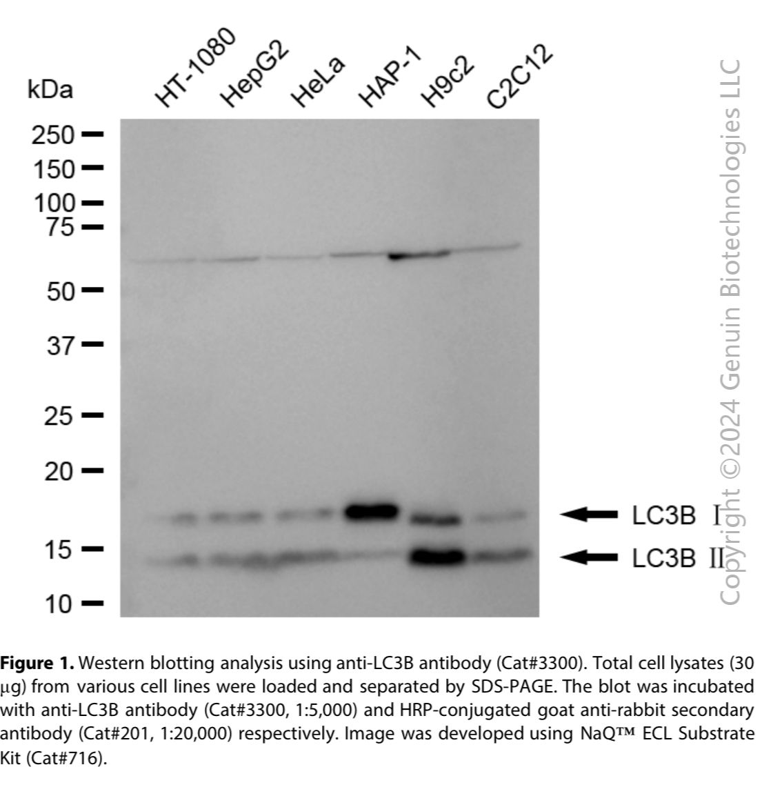 Anti-MAP1LC3B Rabbit Monoclonal Ab#3300