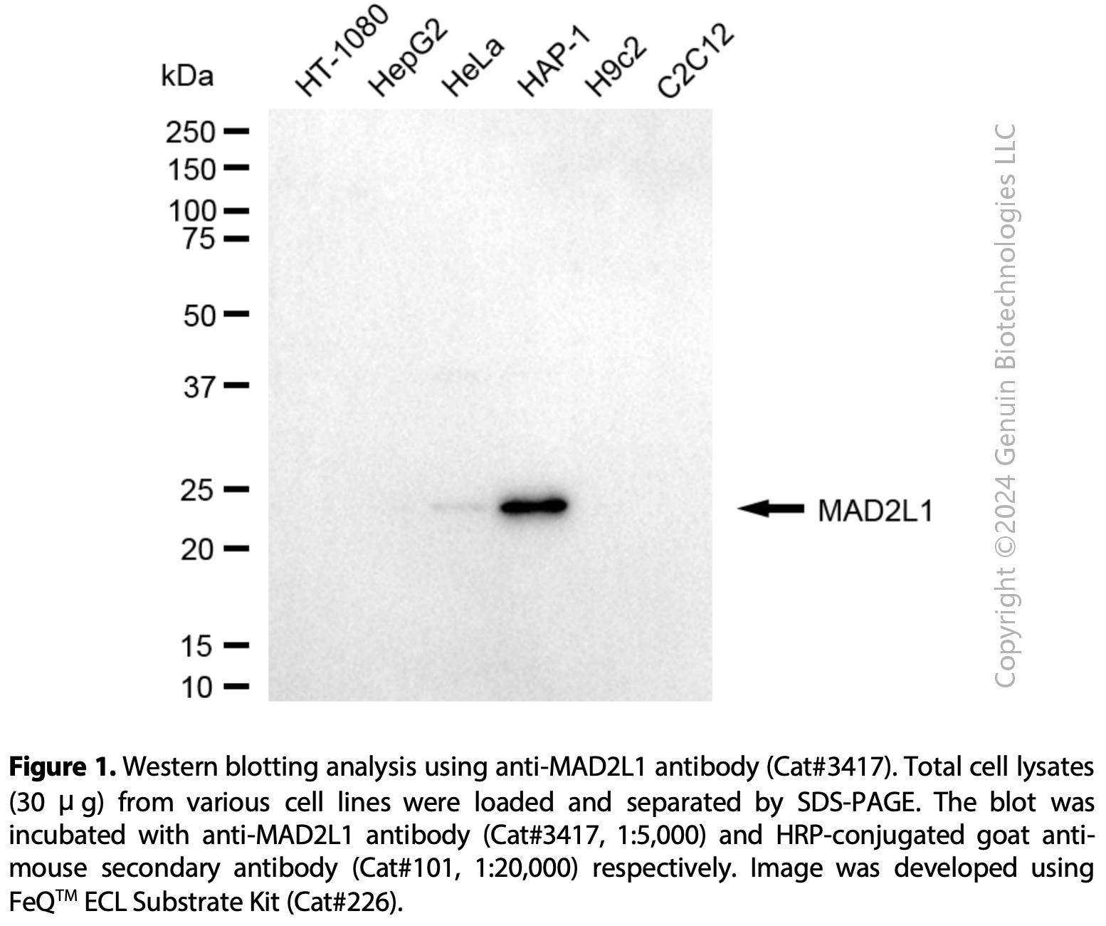 Anti-MAD2L1 Mouse Monoclonal Ab#3417