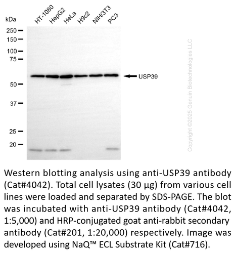 POT1 (U19) Rabbit mAb main image 0