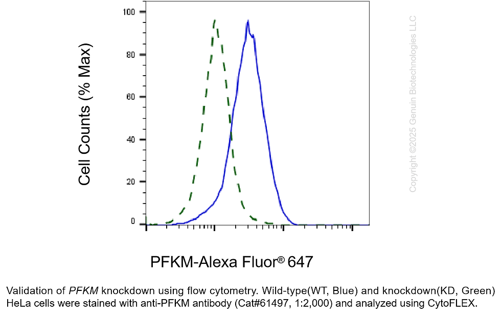 Thumbnail: KD-Validated Anti-PFKM Rabbit Monoclonal Ab#61497