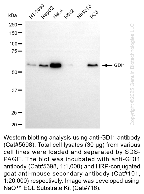 Anti-FUBP3 Mouse Monoclonal Ab #5699