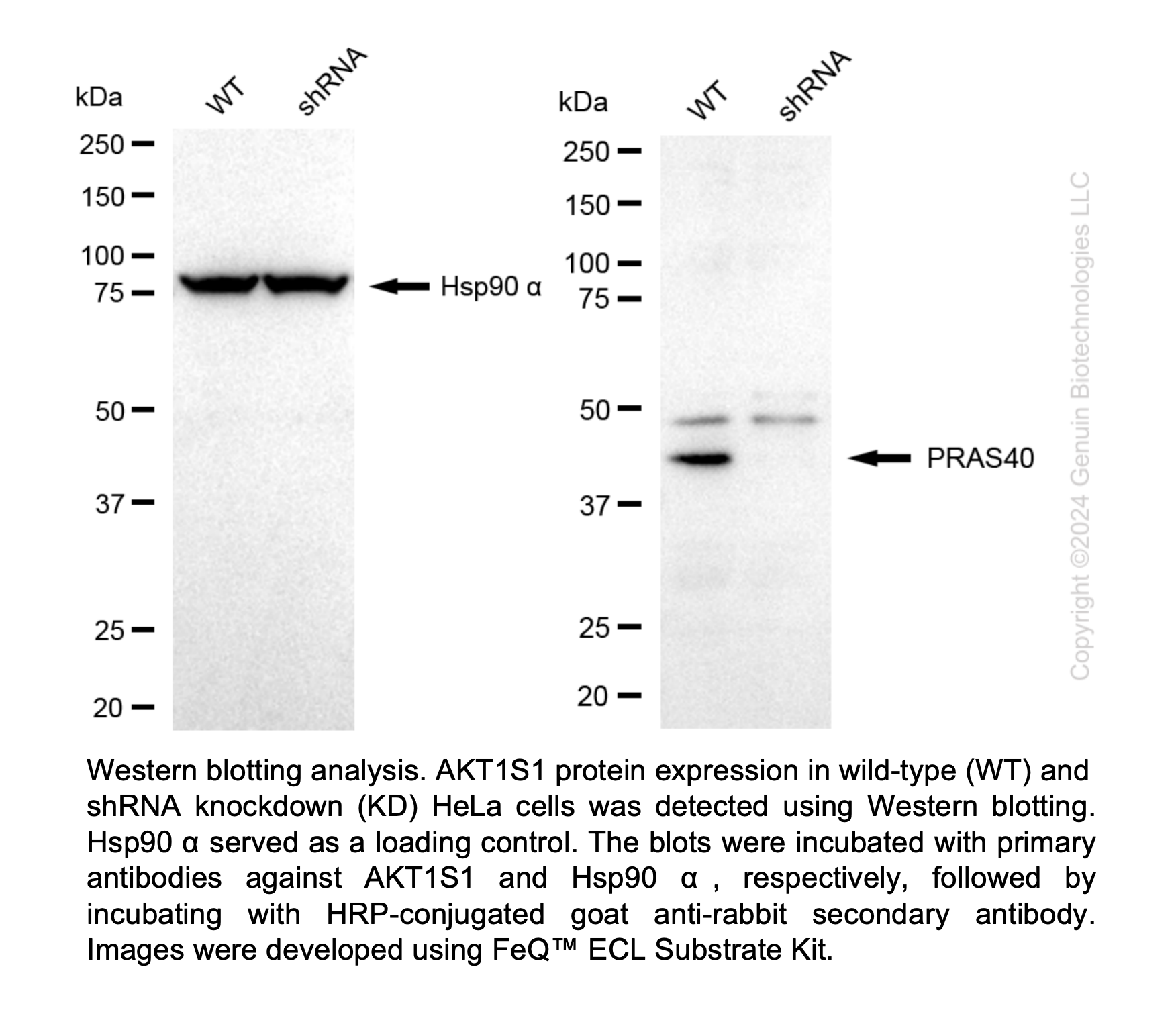 WB-Validated AKT1S1 Knockdown Cell Lysate Kit#L65171
