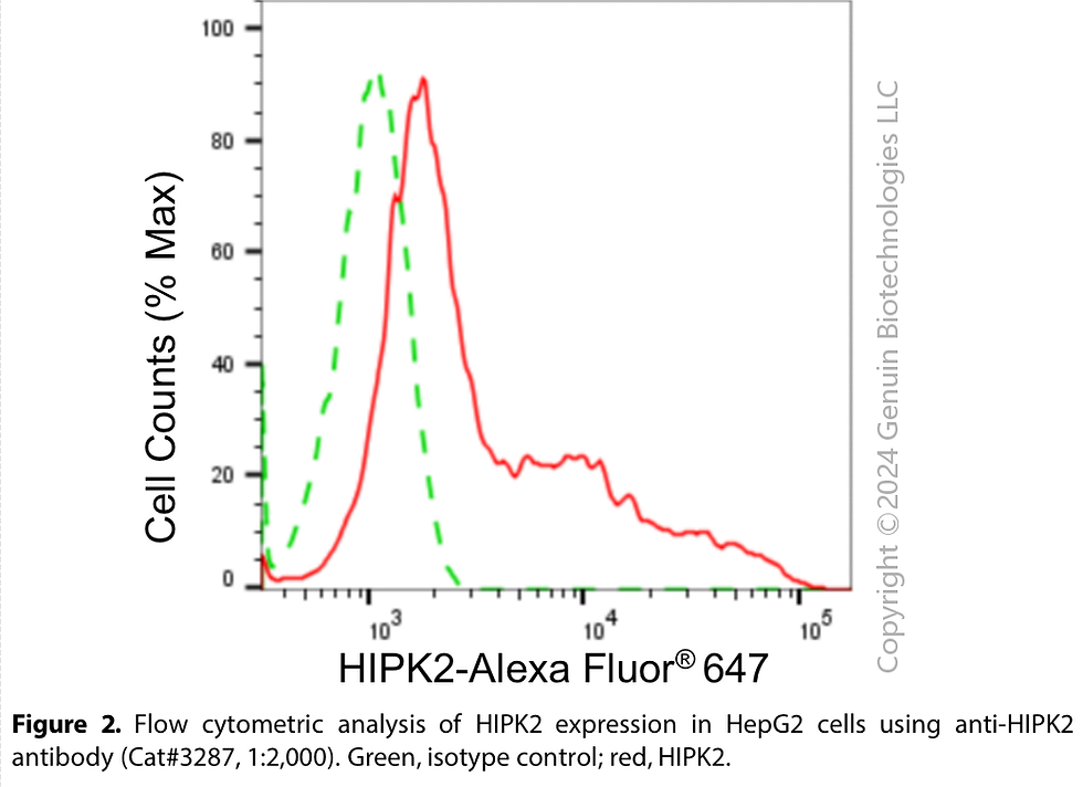 Thumbnail: Anti-Homeodomain Interacting Protein Kinase 2 Rabbit Monoclonal Ab#3287