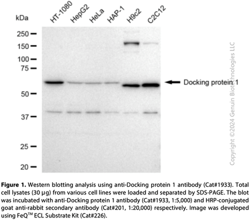 Anti-Docking protein 1 Rabbit mAb #1933 | GenuIN Biotech