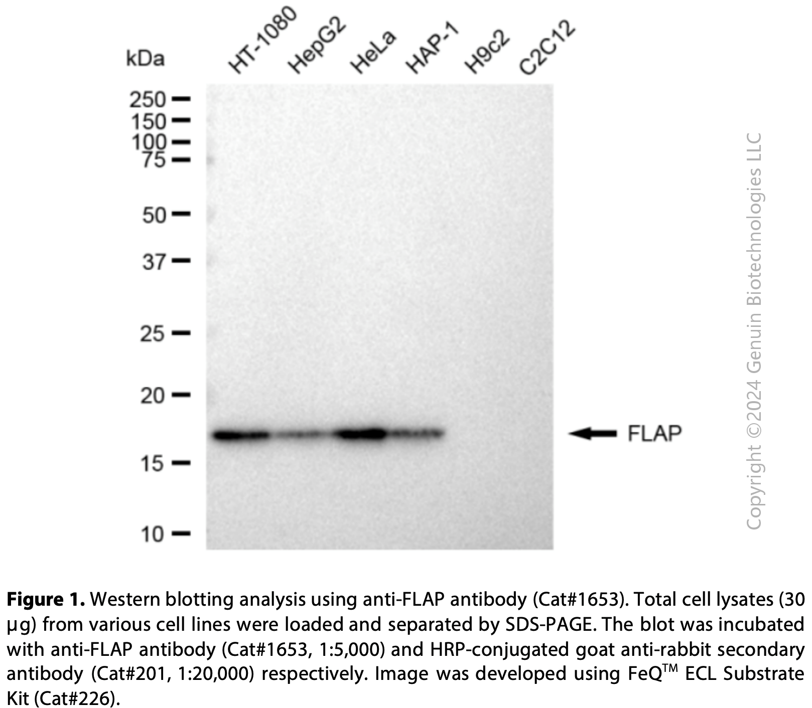 Anti-FLAP Rabbit mAb #1653