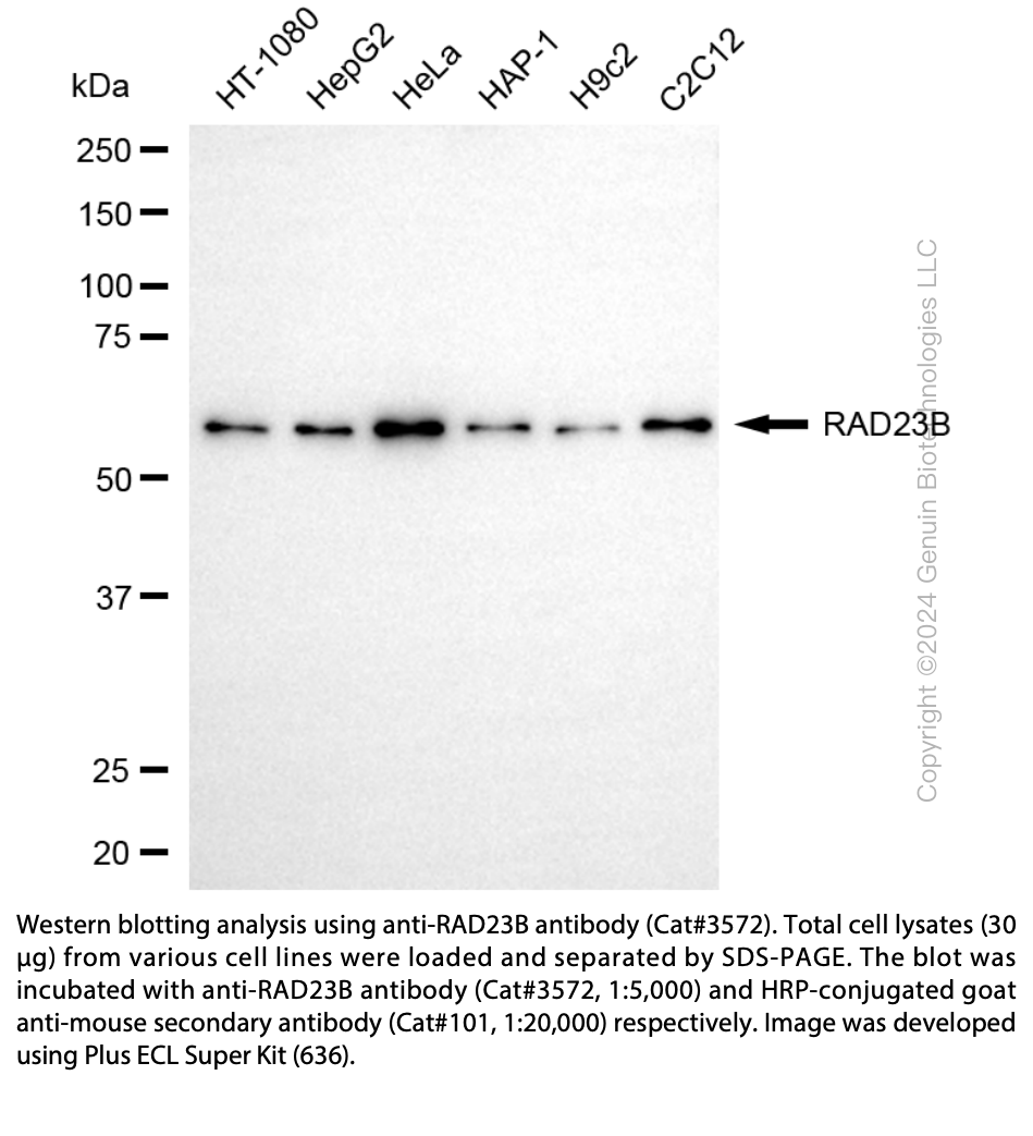 Anti-RAD23B Mouse Monoclonal Ab #3572