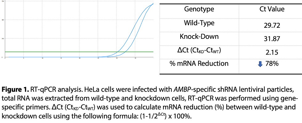 WB-Validated AMBP Knockdown Cell Lysate Kit#L61577