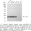 Thumbnail: KD-Validated Anti-TCEB2 Rabbit Monoclonal Antibody#62023