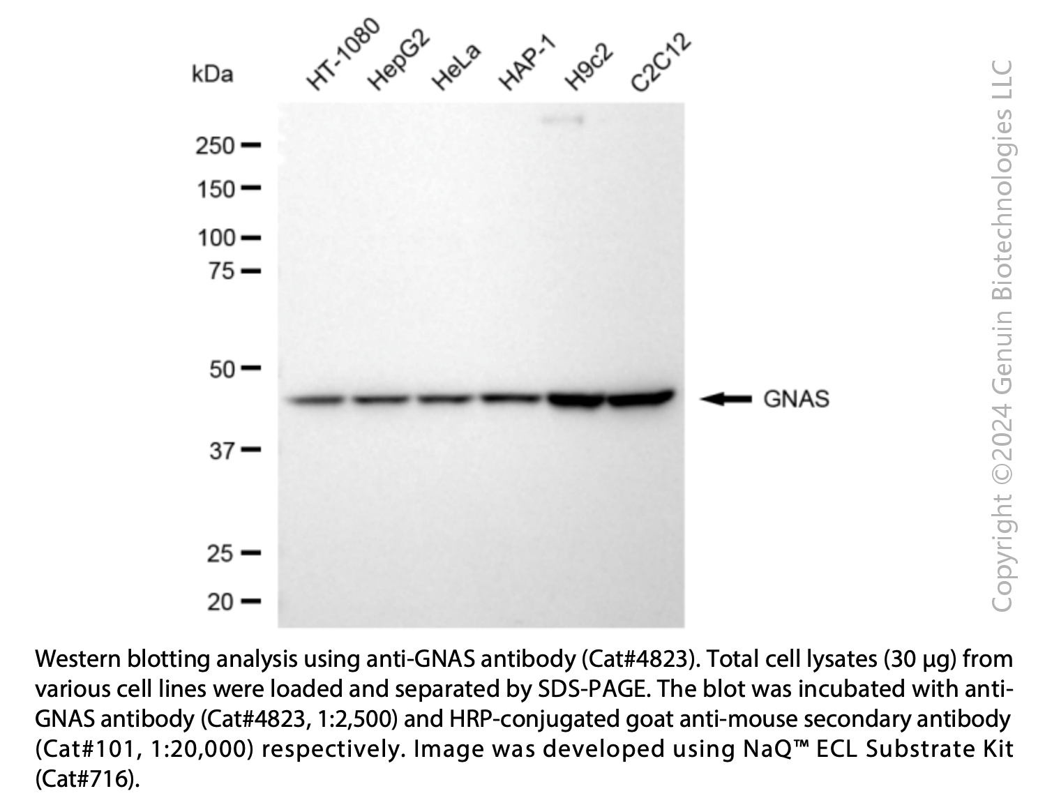 Anti-GNAS Complex Locus Mouse Monoclonal Ab #4823