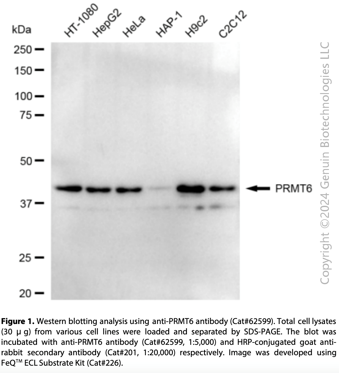 KD-Validated Anti-PRMT6 Rabbit Monoclonal Ab#62599