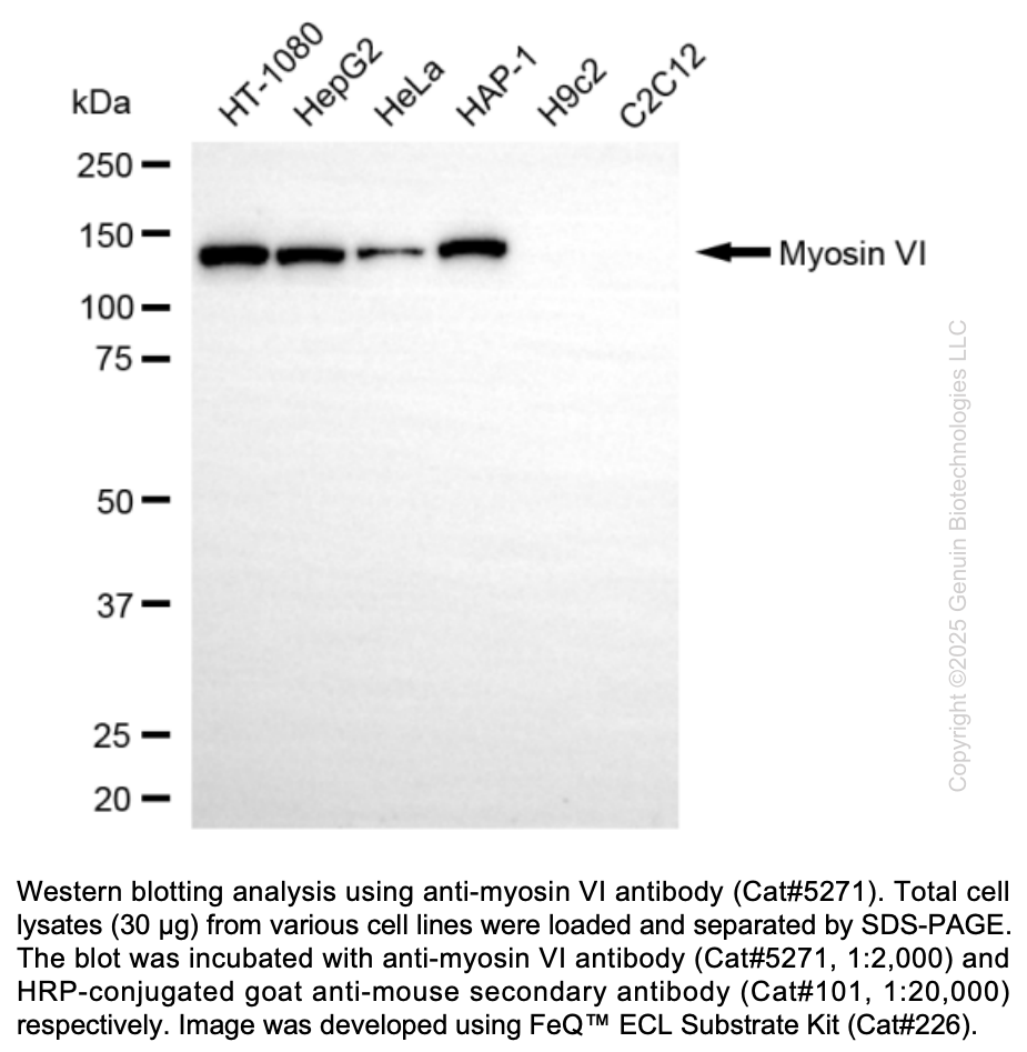Anti-MYO6 Mouse Monoclonal Ab #5271