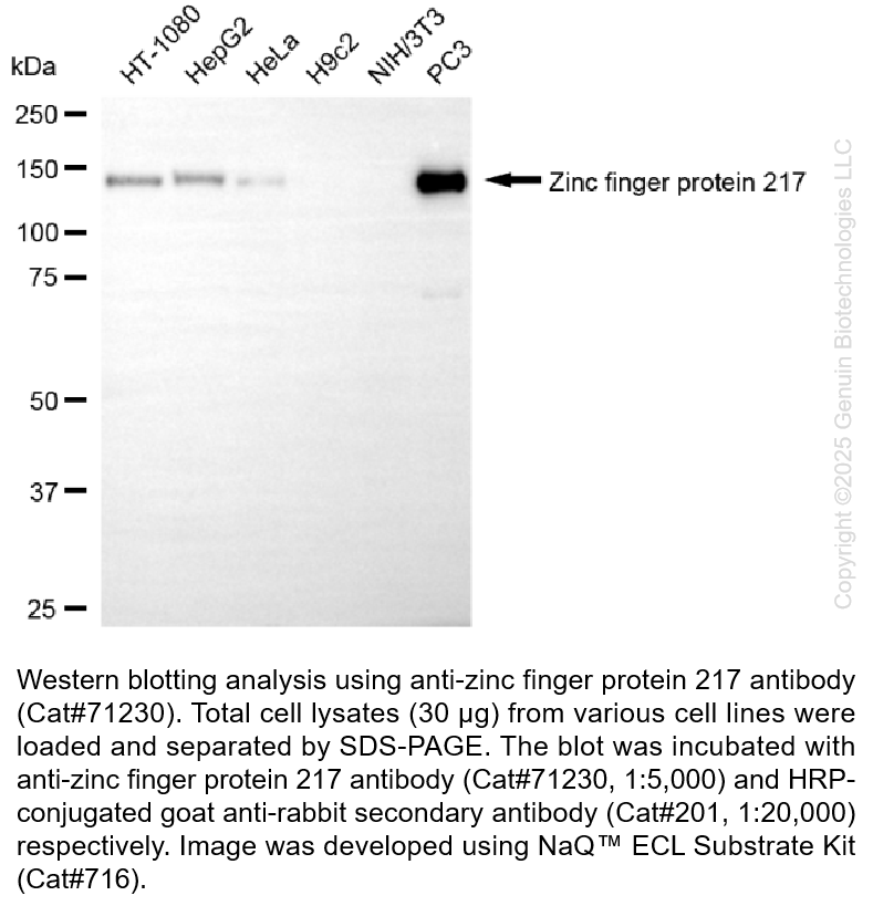 KO-Validated Anti-Zinc Finger Protein 217 Rabbit Monoclonal Ab #71230