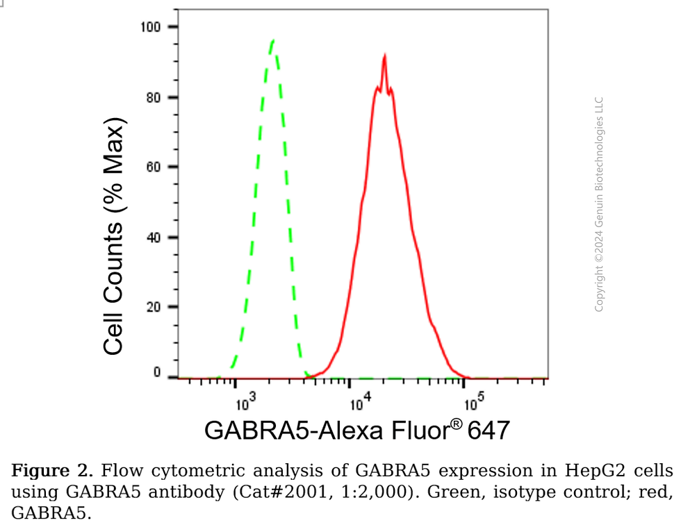 Thumbnail: Anti-GABRA5 Rabbit mAb #2001