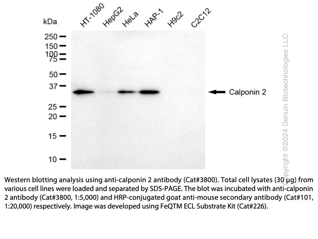Anti-CNN2 Mouse Monoclonal Ab #3800