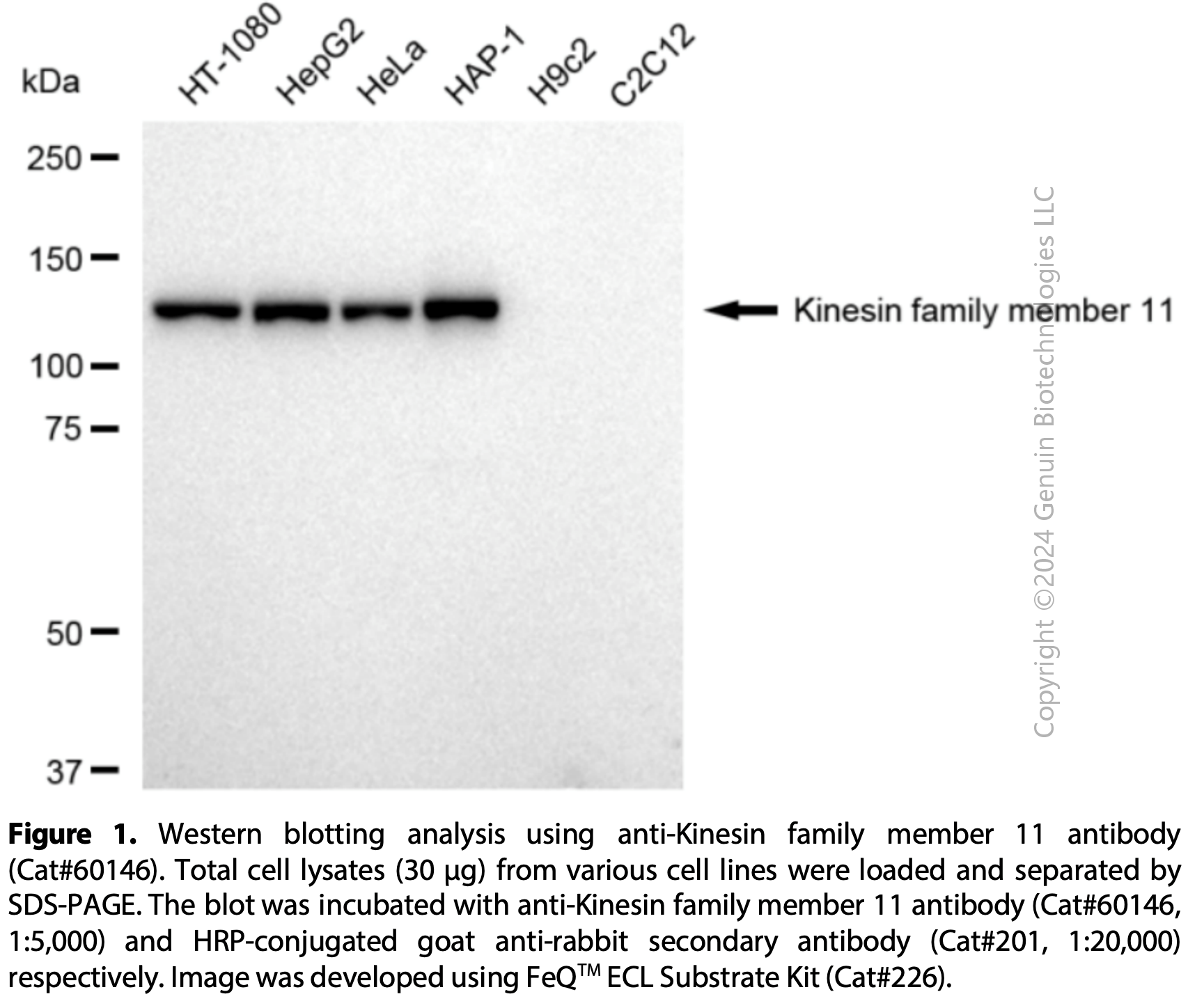 KD-Validated Anti-Kinesin Family Member 11 Rabbit mAb #60146