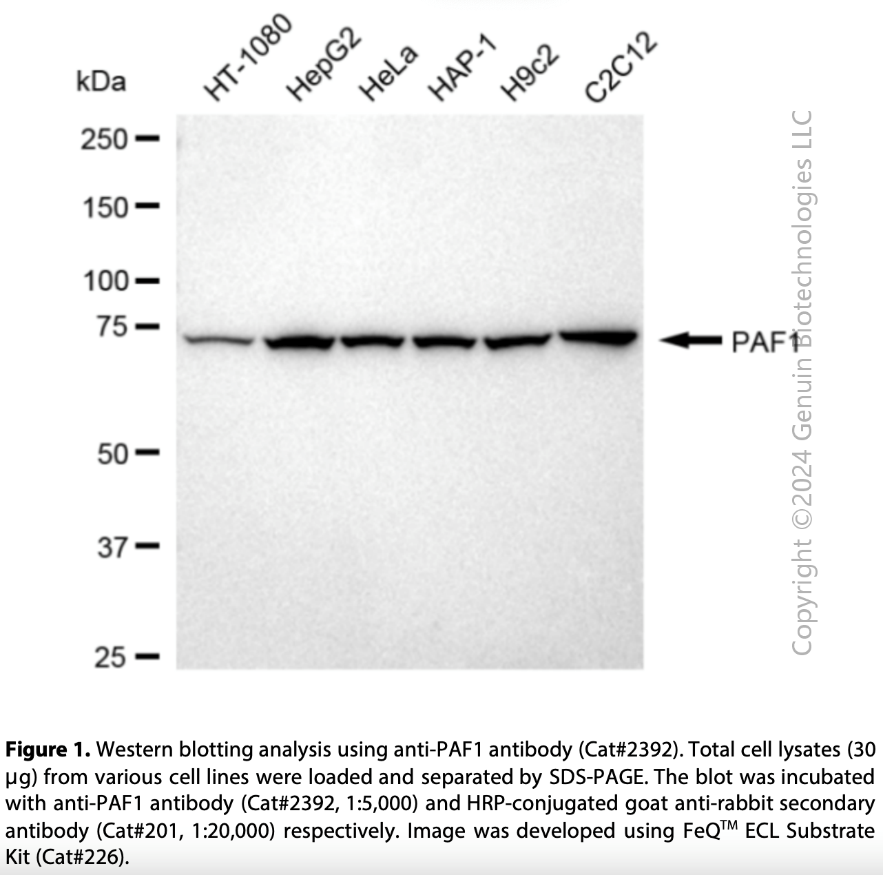 Anti-PAF1 Rabbit mAb #2392