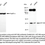 Thumbnail: KD-Validated Anti-HIF1AN Rabbit Monoclonal Ab#62181