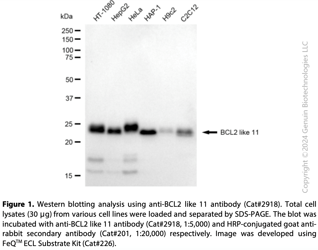Anti-BCL2 Like 11 Rabbit mAb #2918