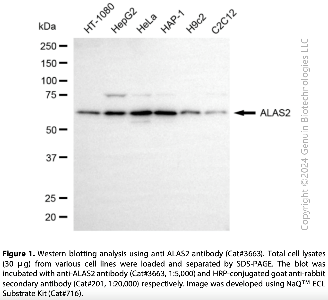 Anti-ALAS2 Rabbit Monoclonal Ab #3663