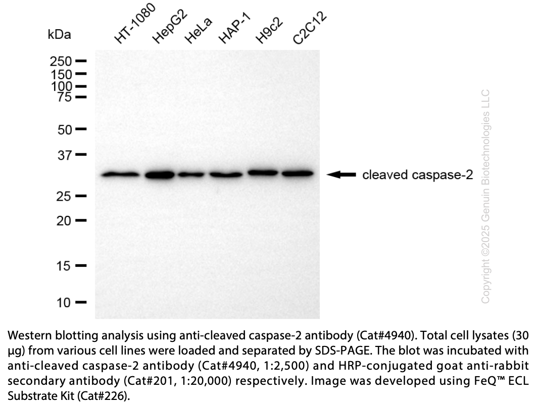 Anti-Cleaved Caspase 2 Rabbit Polyclonal Ab #4940