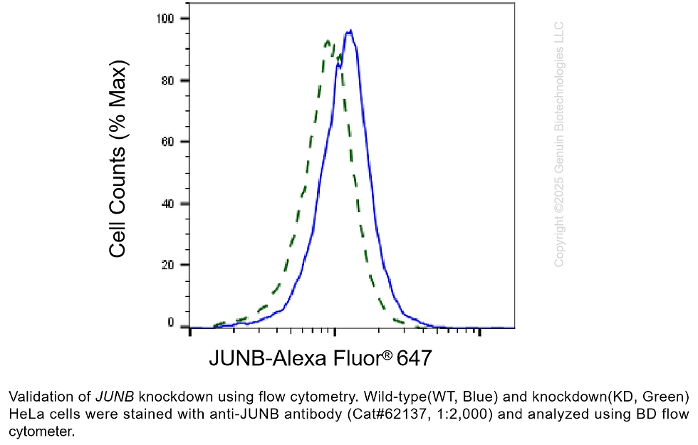Thumbnail: KD-Validated Anti-JUNB Rabbit Moclonal Ab#62137
