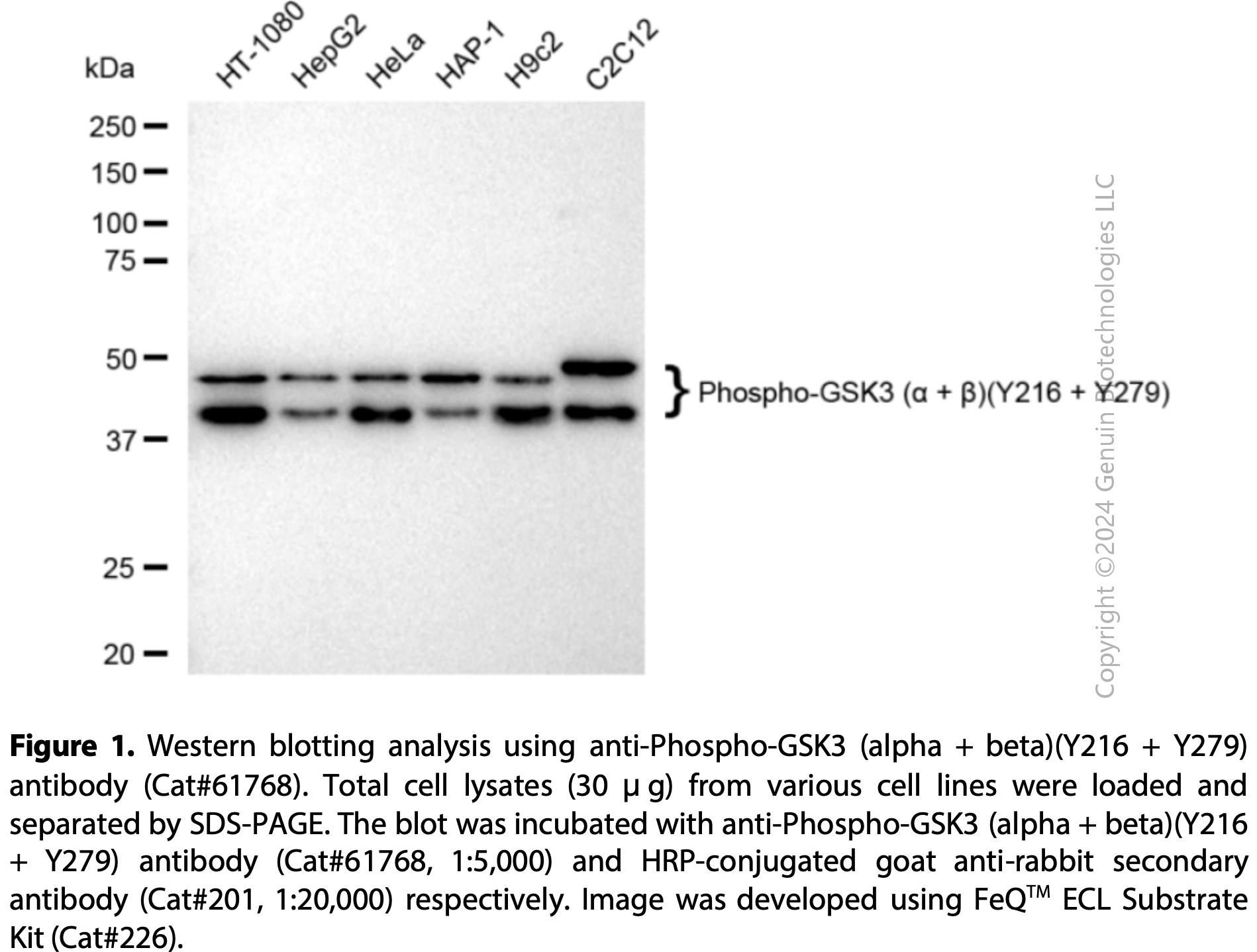 KD-Validated Anti-Phospho-GSK3 (Alpha + Beta)(Y216 + Y279) Rabbit mAb#61768
