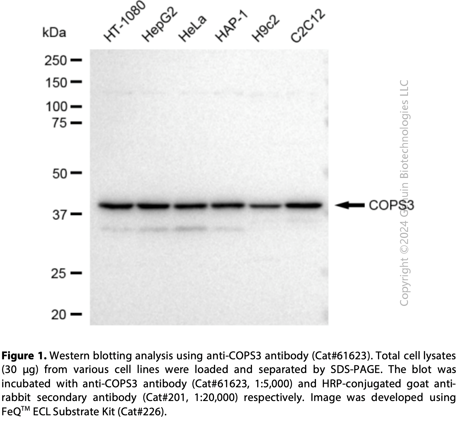 KD-Validated Anti-COPS3 Rabbit Monoclonal Ab#61623