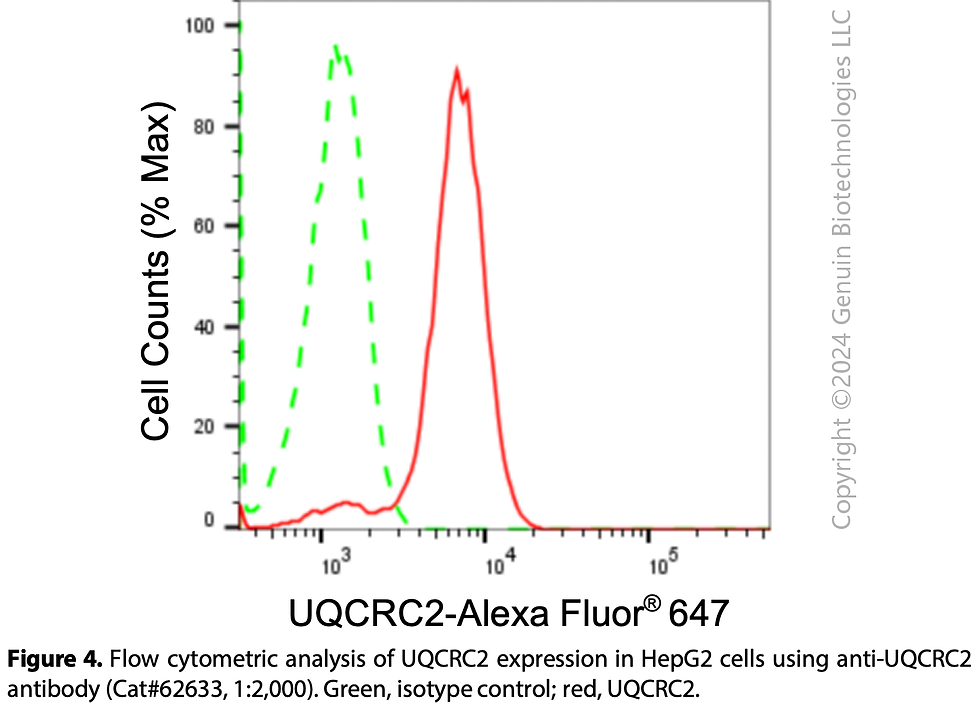 Thumbnail: KD-Validated Anti-UQCRC2 Rabbit Monoclonal Ab#62633