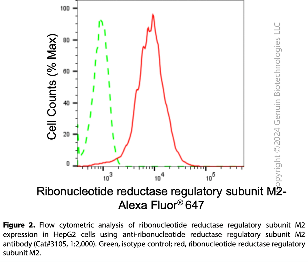 Thumbnail: Anti-RRM2 Rabbit mAb #3105