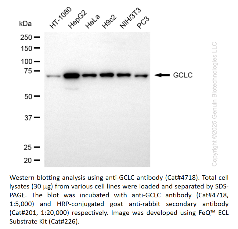 Anti-GCLC Rabbit Monoclonal Ab #4718