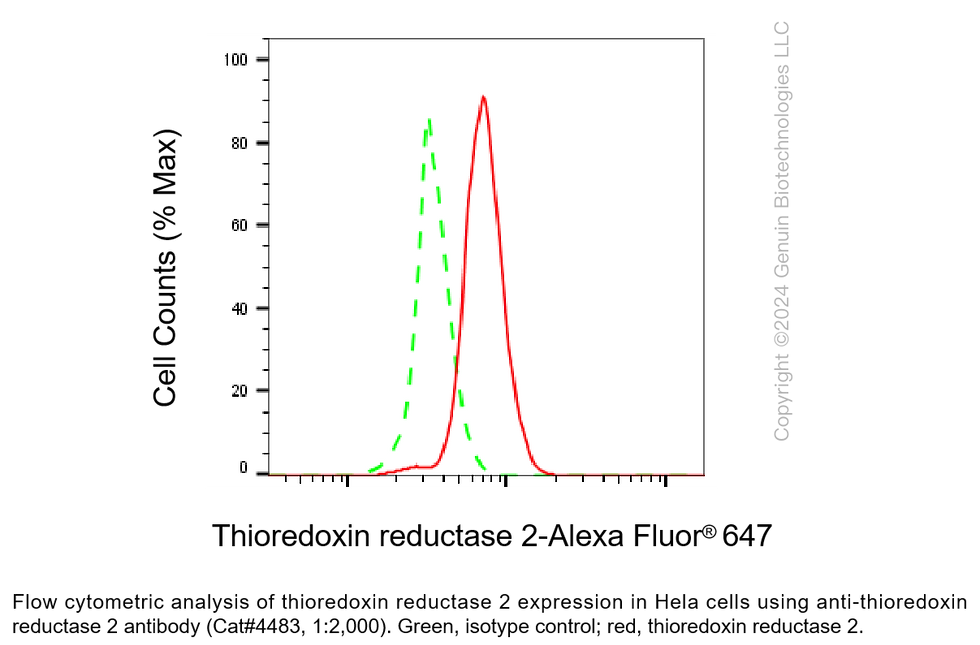 Thumbnail: Anti-Thioredoxin Reductase 2 Rabbit Monoclonal Ab #4483