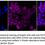 Thumbnail: Anti-CD102 Rabbit mAb #2096