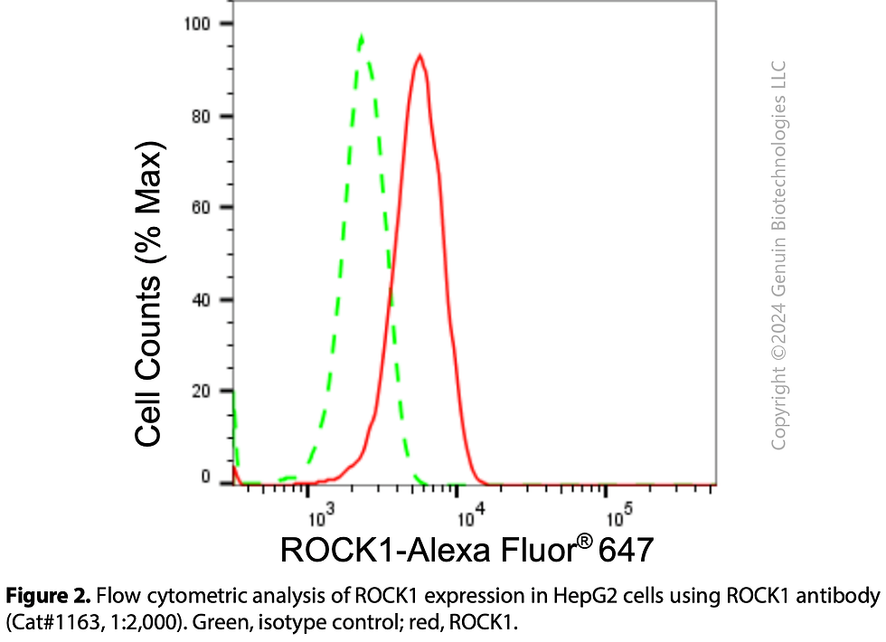 Thumbnail: Anti-ROCK1 Rabbit mAb #1163