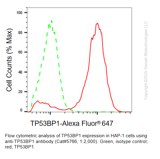 Thumbnail: Anti-TP53BP1 Mouse Monoclonal Ab #5766