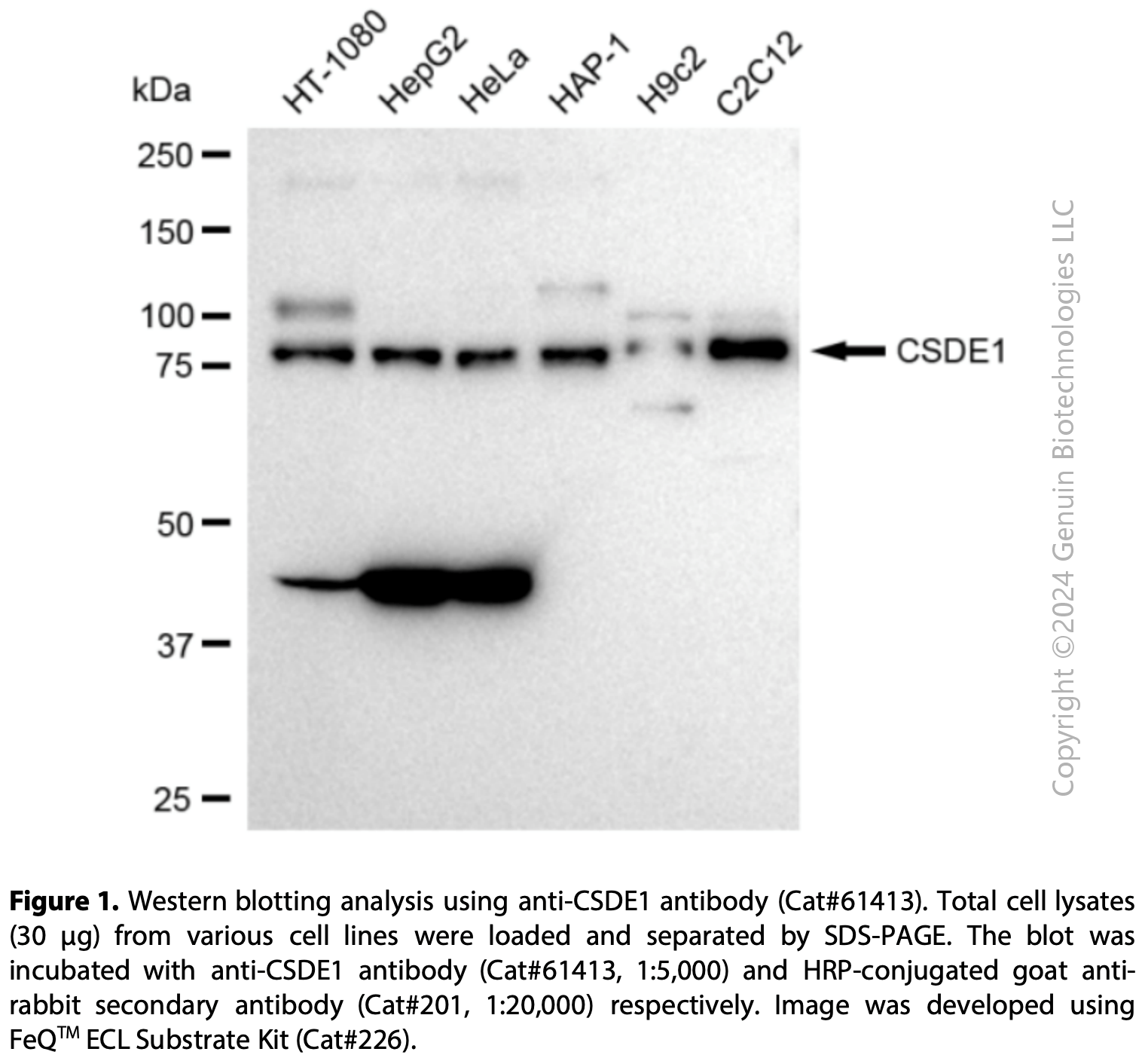 KD-Validated Anti-CSDE1 Rabbit Monoclonal Ab#61413