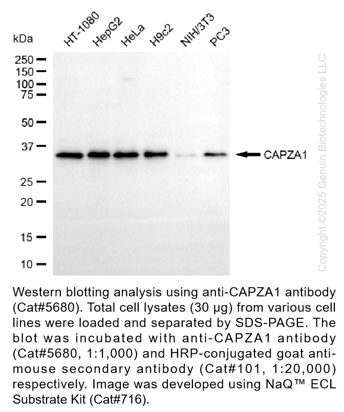 Anti-CAPZA1 Mouse Monoclonal Ab #5680