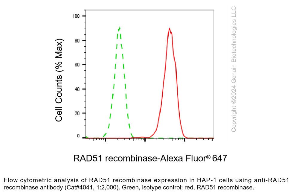 Thumbnail: Anti-RAD51 recombinase Rabbit Monoclonal Ab #4041