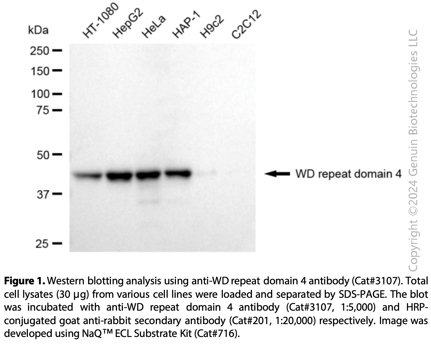 Anti-WD Repeat Domain 4 Rabbit mAb #3107