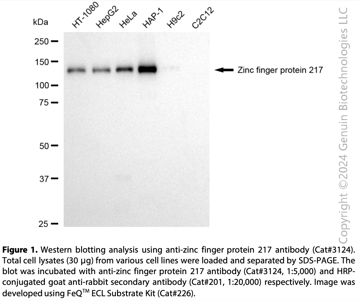 Anti-Zinc Finger Protein 217 Rabbit mAb #3124