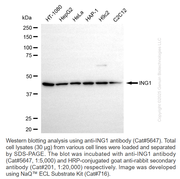 Anti-ING1 Rabbit Monoclonal Ab #5647