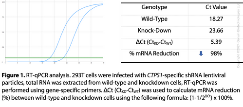 Human CTPS1 Knockdown Cell Line (WB-Validated) #C1771 | GenuIN Biotech