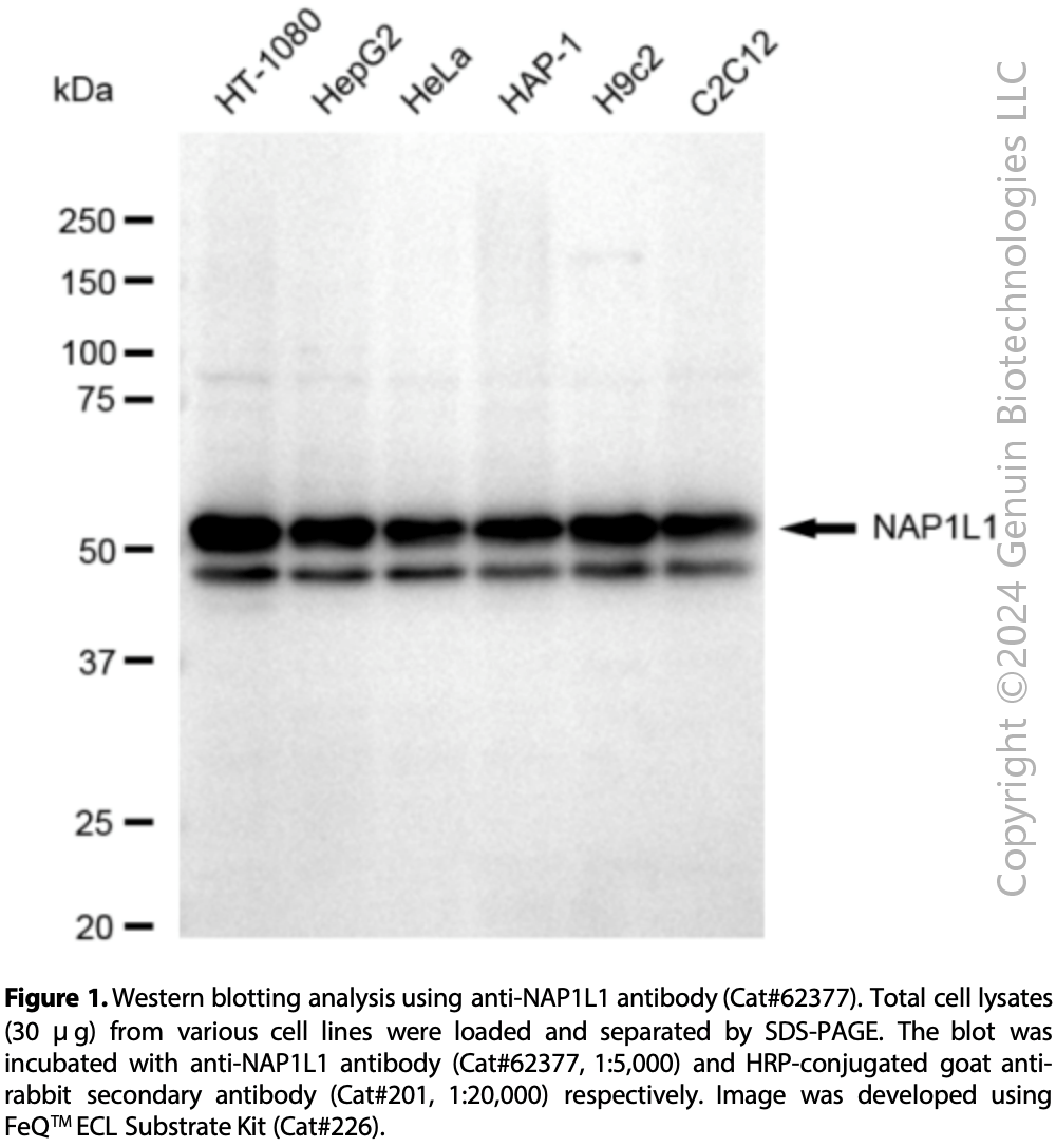 KD-Validated Anti-NAP1L1 Rabbit Monoclonal Ab#62377