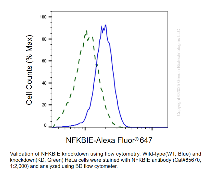 KD-Validated Anti-NFKBIE Rabbit Monoclonal Ab #65670 | GenuIN Biotech